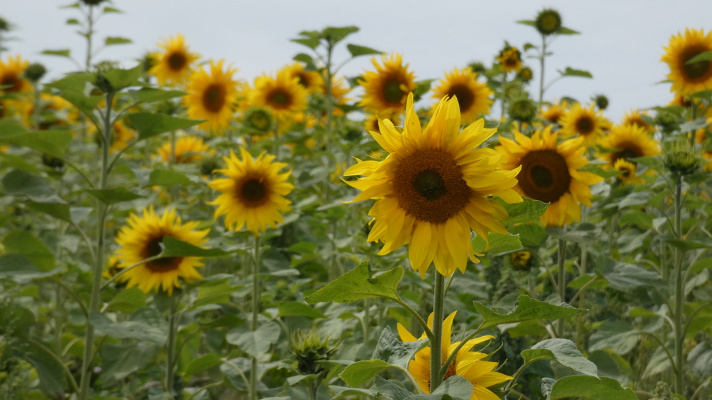 SDW Sunflowers