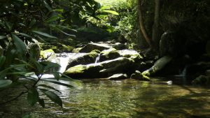 Stream USA Trips