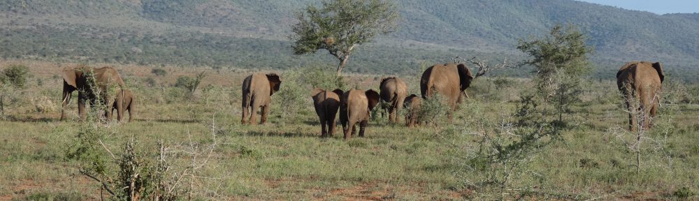 Elephant Goodbyes More Kenya