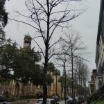 Savannah