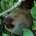 Sloth