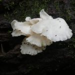 CR fungi