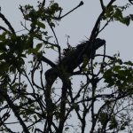 Iguana in tree