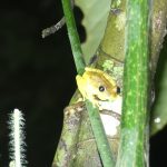 Yellow Tree Frog