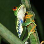 Costa Rica frog