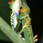Frog 1