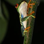 CR Frog - they are tiny