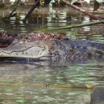 Croc