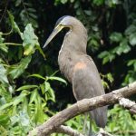 Heron