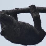 Sloth
