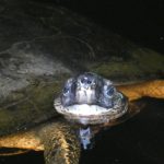CR River Turtle