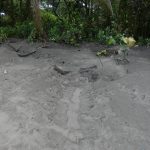 CR Sea Trutle nests 2