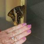 CR Butterfly Large 2