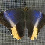 CR Large butterfly 3