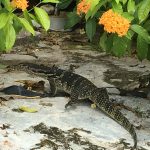 Monitor Lizard