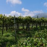 Vinyard Vesuvius