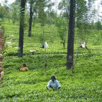 Sri Lanka Tea pickers