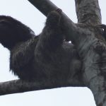 Sloth