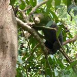 Sun Bear