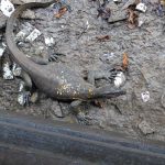 Monitor Lizard
