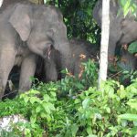 Elephants