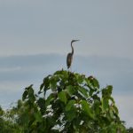Stork 6