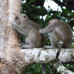 Monkeys