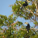 Rhino Toucan
