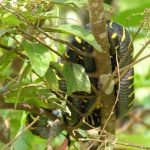 Yellow cat snake