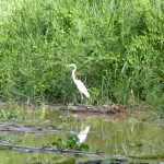 Ibis 3