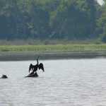 Hunt Lake bird