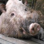 Pig on walkway