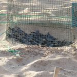 Turtles