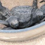Turtles
