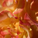 Petals Close