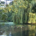 Wilks Water