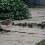Ducks
