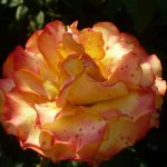Rose Petals