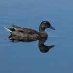 Duck Mirror