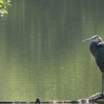 Heron