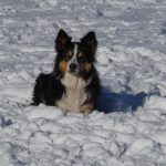 Snow Dog