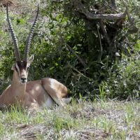 Grants Gazelle
