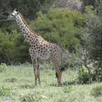 Giraffe side
