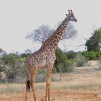 Giraffe Tall
