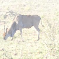 Eland