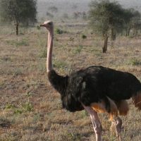 Ostrich (M)