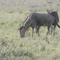 Wildebeest