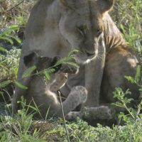 Lioness and cub