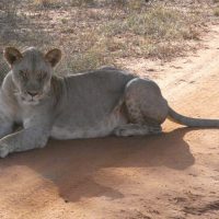 Lioness road