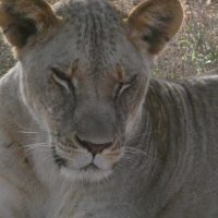 Lioness face